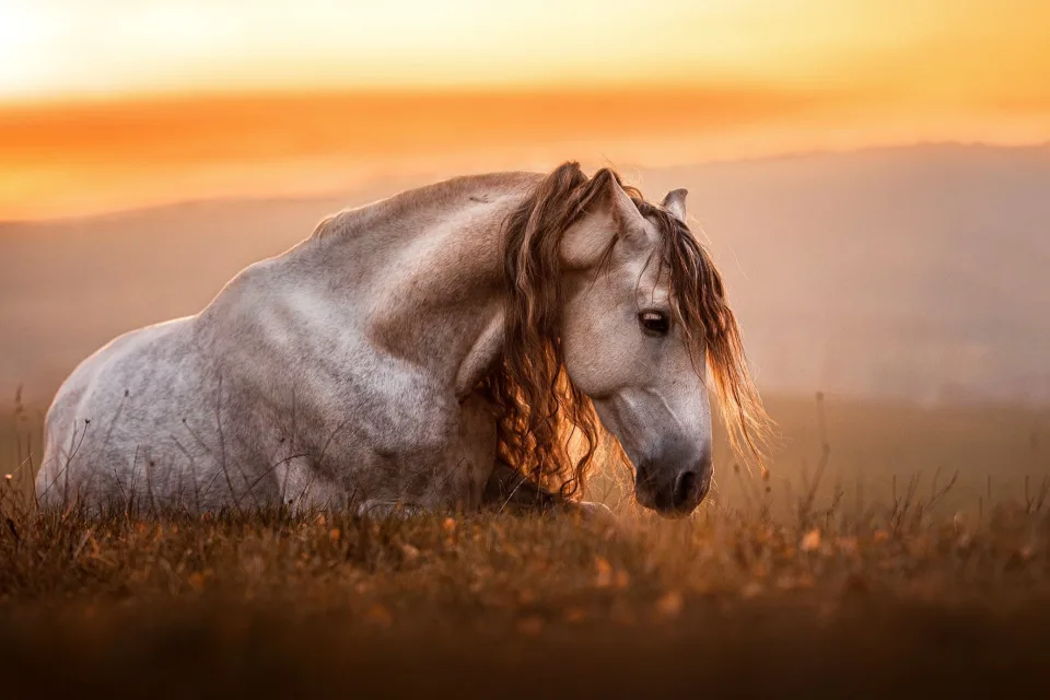 Altes weißes Pferd liegt im Gras