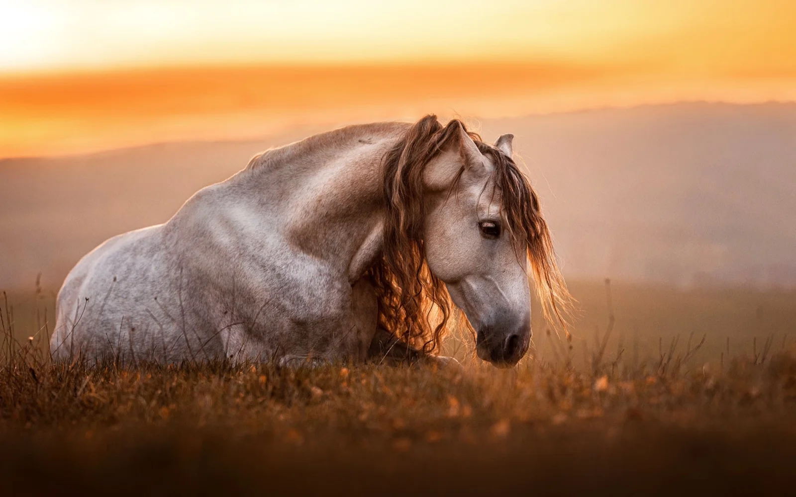 Altes weißes Pferd liegt im Gras