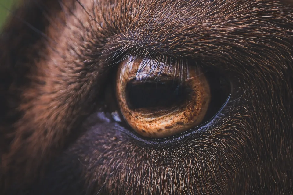 Brauner Augen Pferd in Nahaufnahme