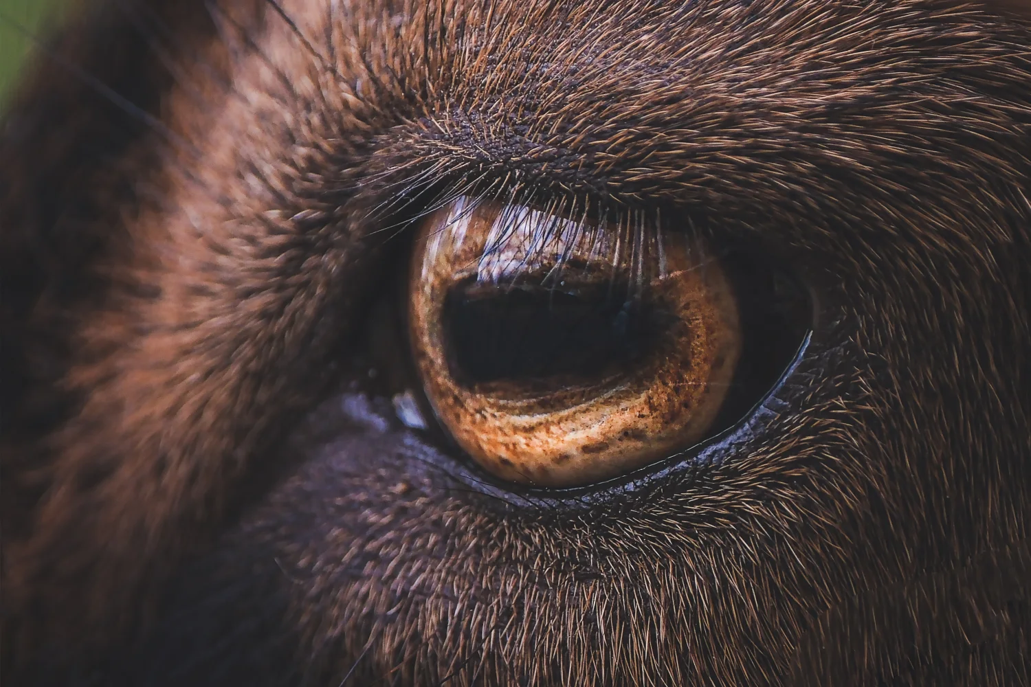 Brauner Augen Pferd in Nahaufnahme
