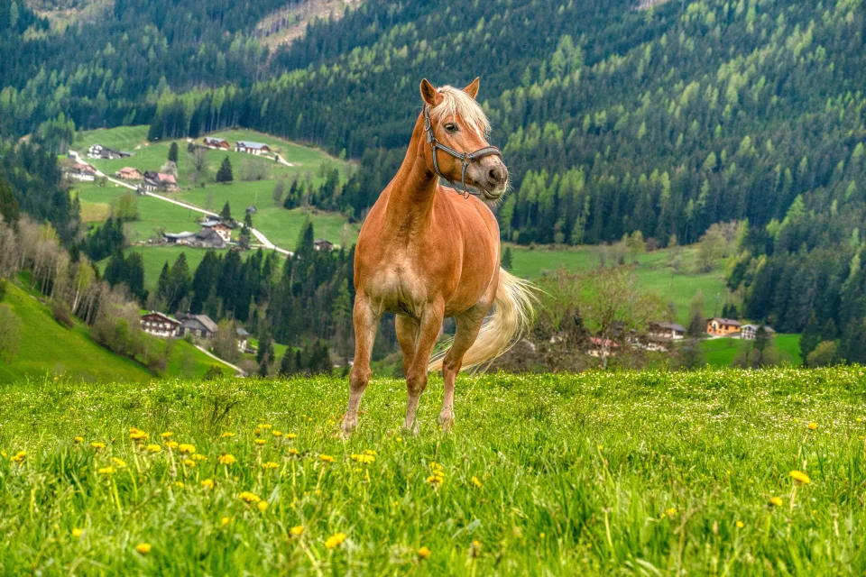 Großes braunes Pferd auf grünem Gras