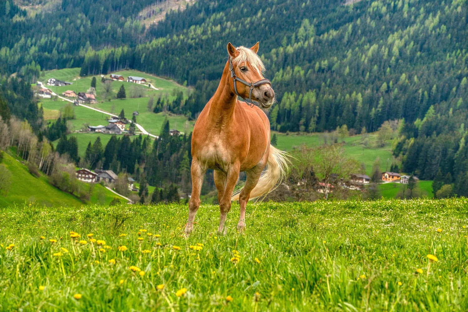 Großes braunes Pferd auf grünem Gras