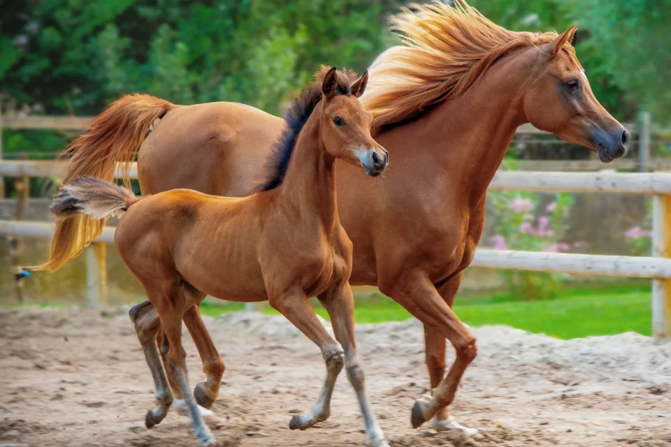 Braunes Pferd mit Fohlen auf Bauernhof