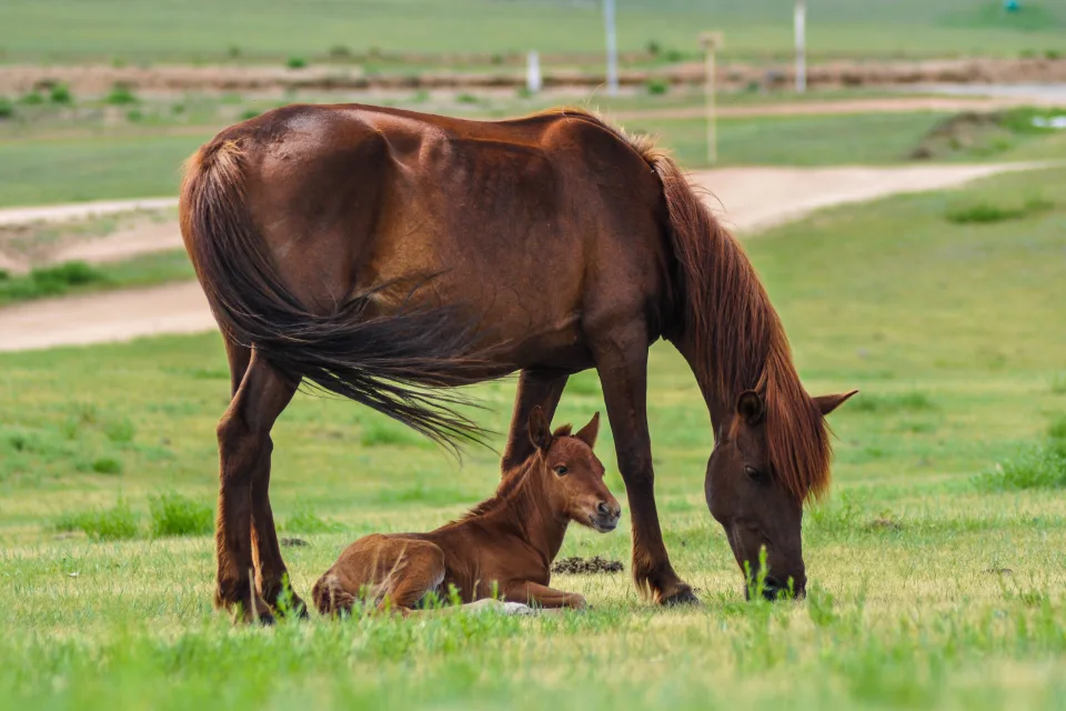 Braunes Pferd mit Fohlen auf dem Feld mit grünen Gras