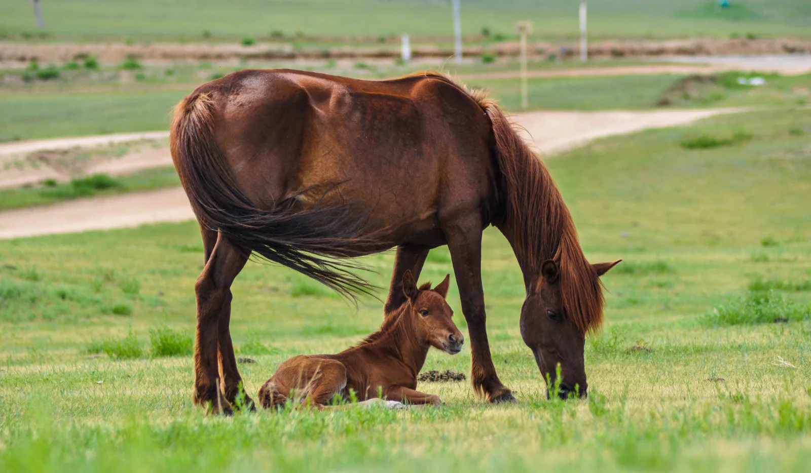 Braunes Pferd mit Fohlen auf dem Feld mit grünen Gras