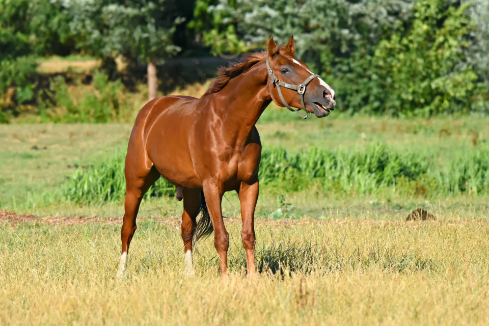 Braunes Pferd spaziert entlang grünen Gras