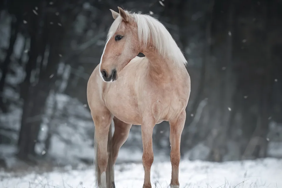 Braunes Pferd steht im Schnee im Wald