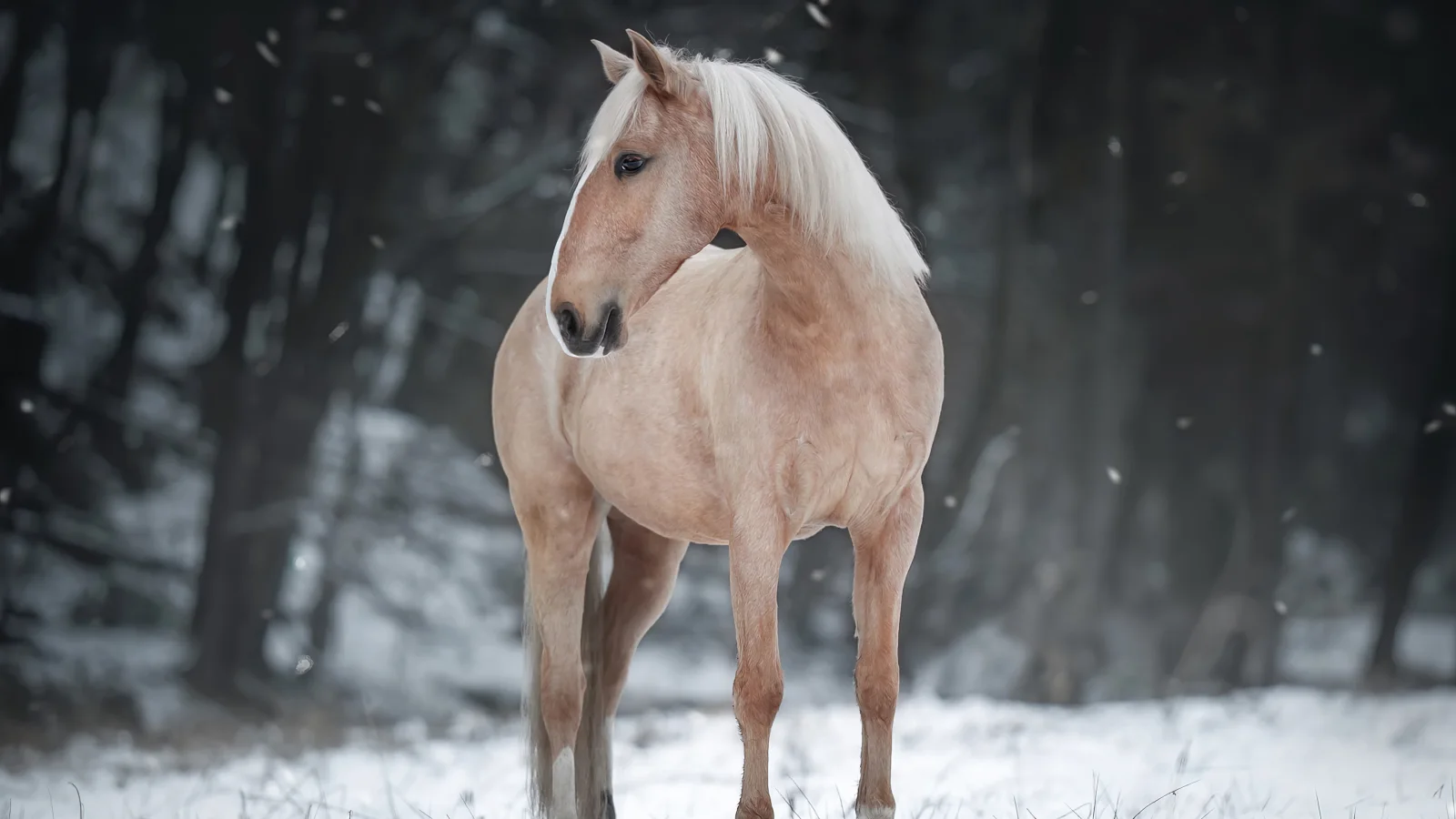 Braunes Pferd steht im Schnee im Wald