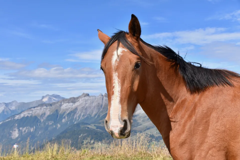 Braunes Pferd vor hellblauem Himmel