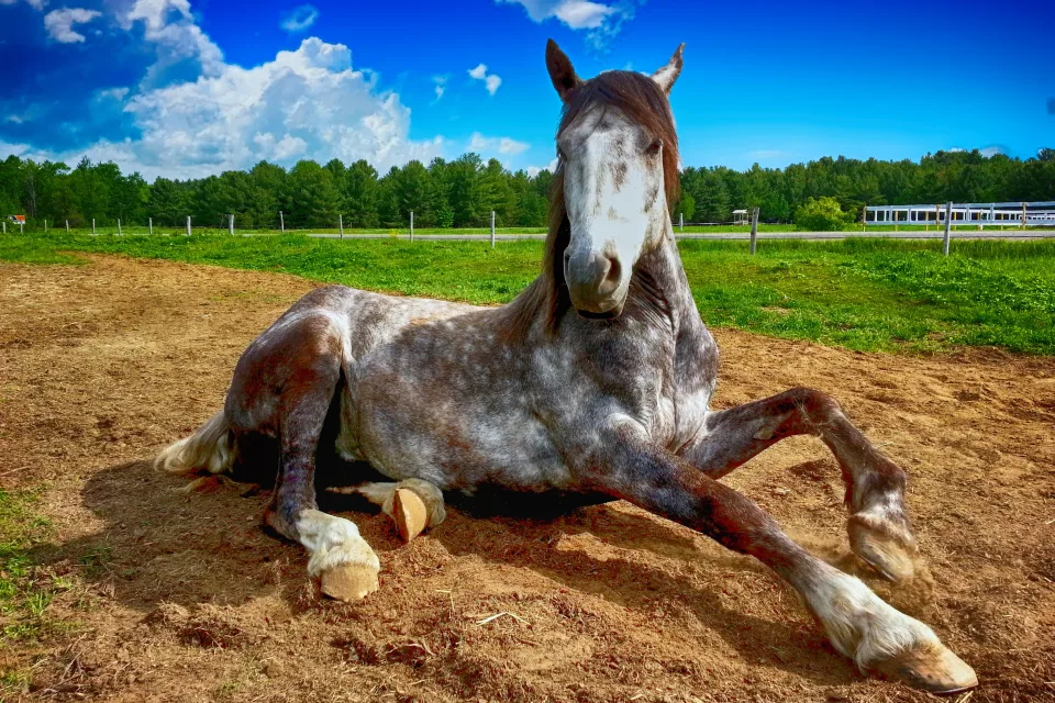 Großes Pferd liegt auf Boden auf Bauernhof