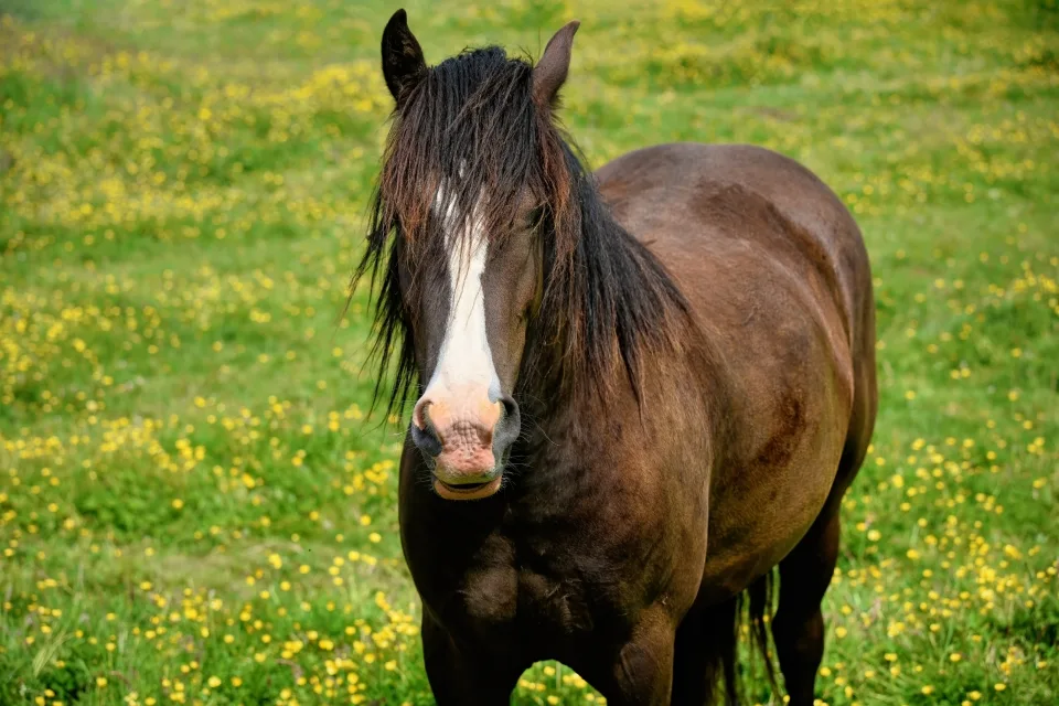 Großes braunes Pferd auf Wiese