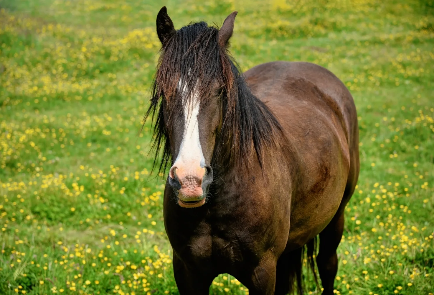 Großes braunes Pferd auf Wiese