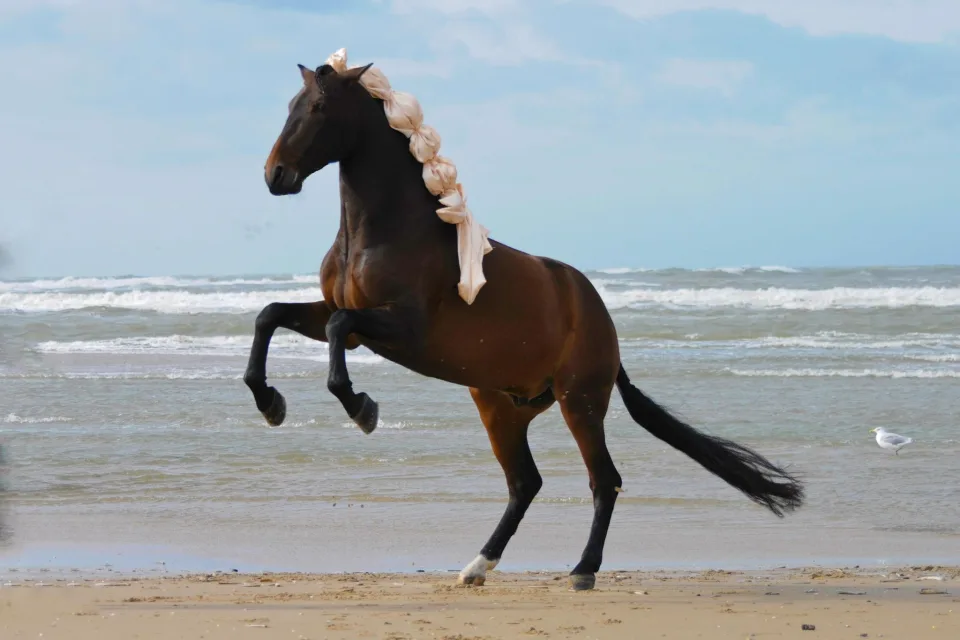 Großes braunes Pferd im Sand am Meer