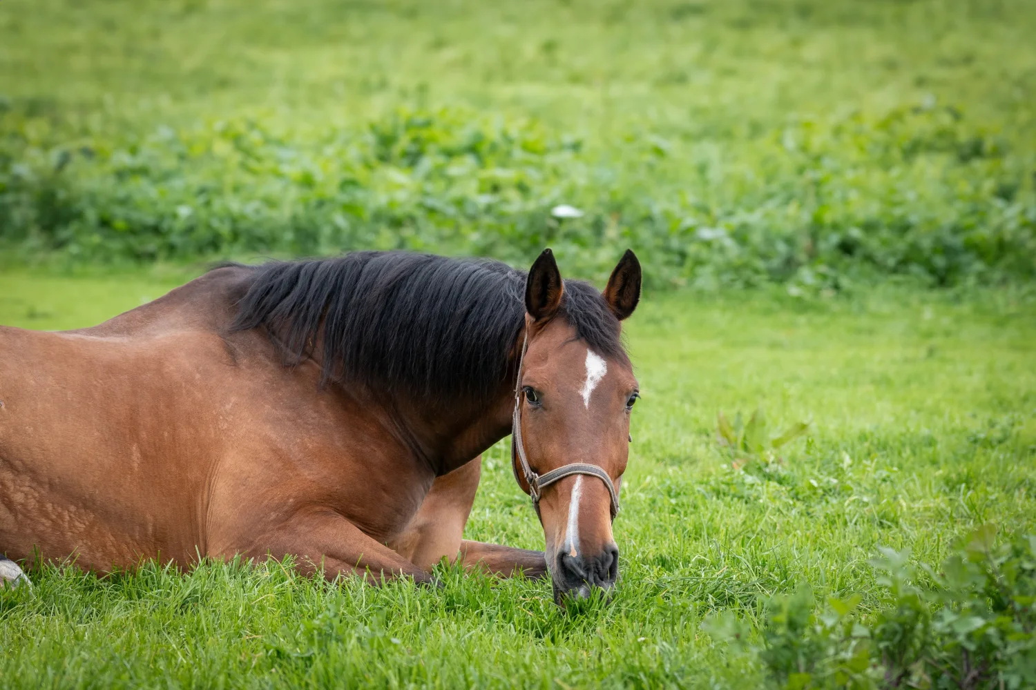 Großes braunes Pferd liegt auf grünem Gras