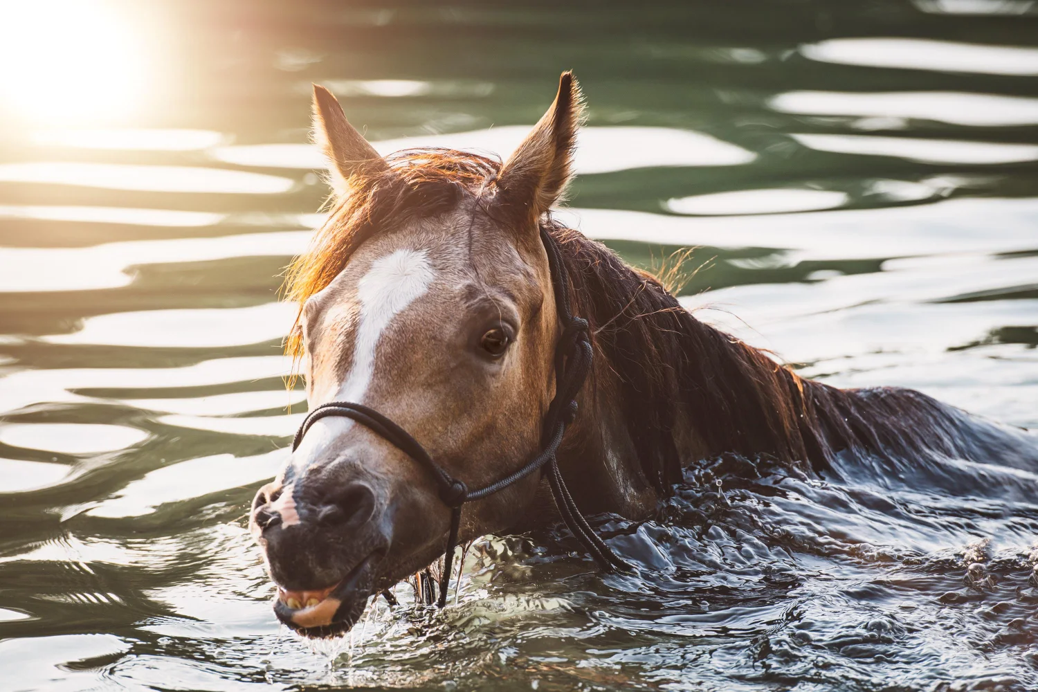 Großes braunes Pferd schwimmt über das Wasser