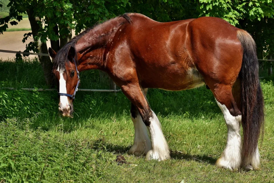 Großes schönes braunes Pferd auf grünem Gras