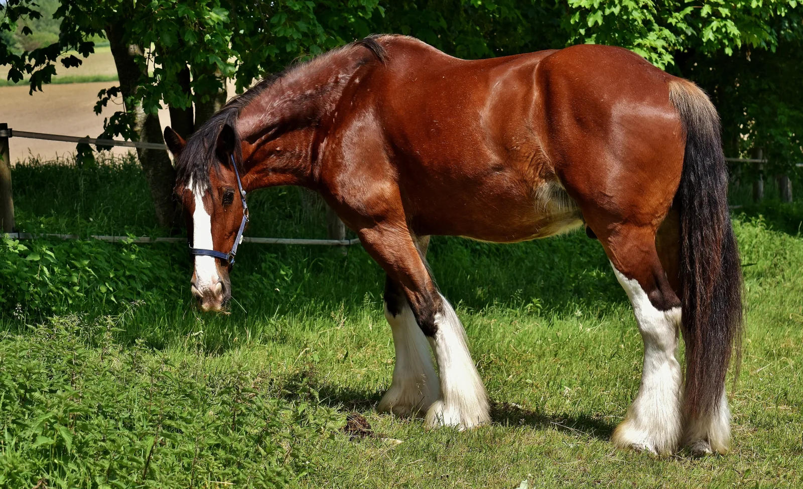 Großes schönes braunes Pferd auf grünem Gras