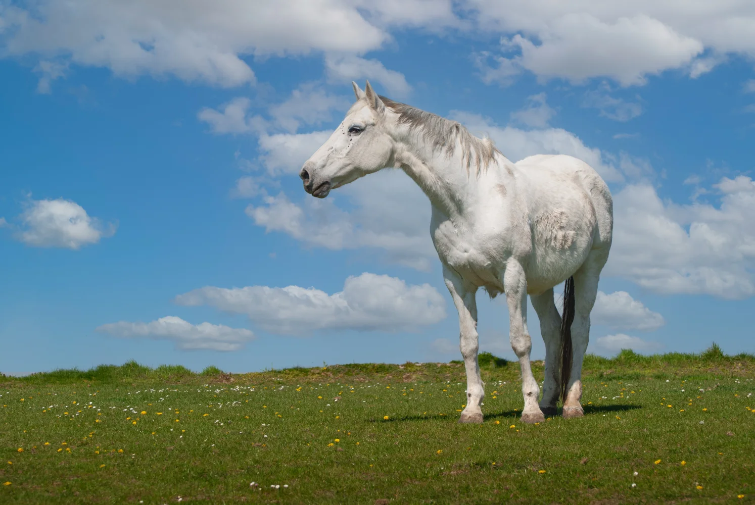 Großes weißes Pferd auf Wiese vor dem Himmel