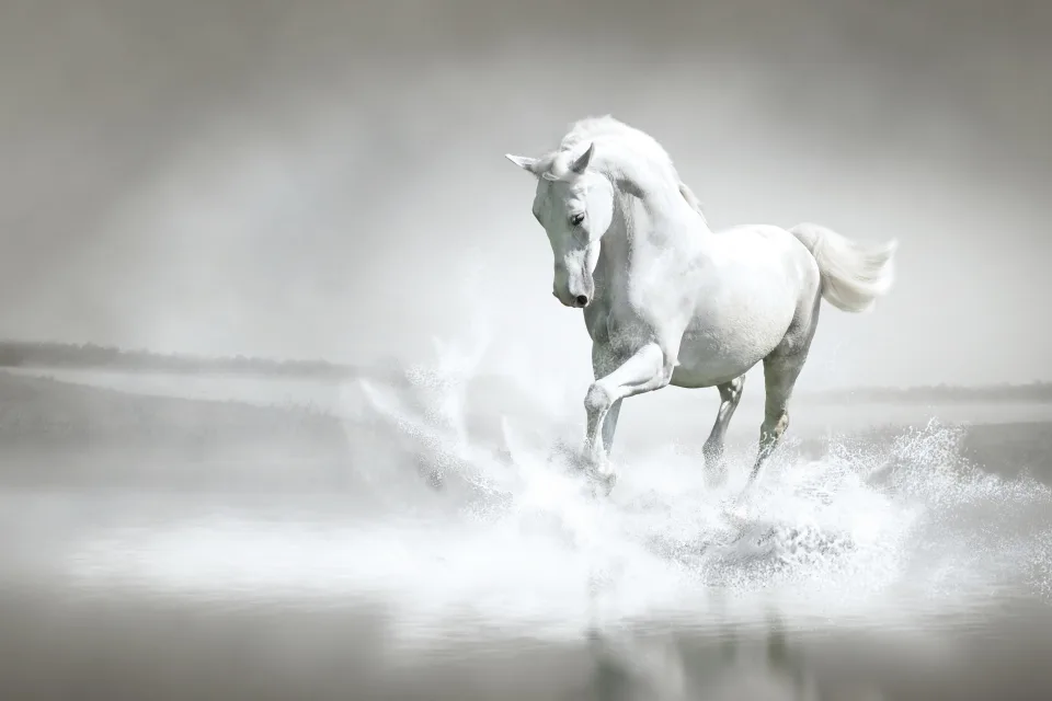 Traurige weißes Pferd galoppiert über das Wasser