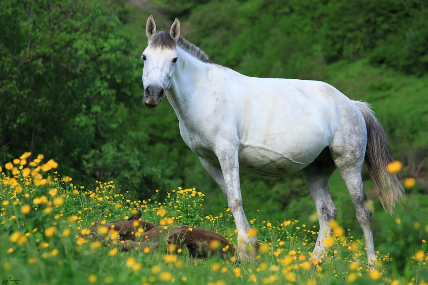 Großes weißes Pferd mit Fohlen auf Wiese
