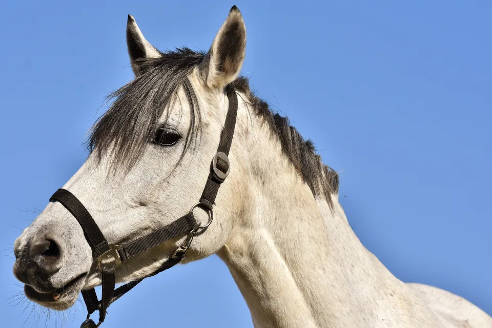 Großes weißes Pferd vor hellblauem Himmel