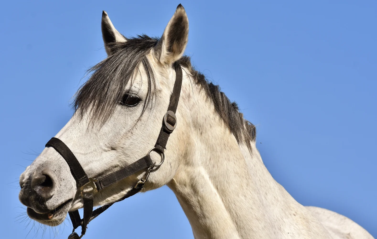 Großes weißes Pferd vor hellblauem Himmel