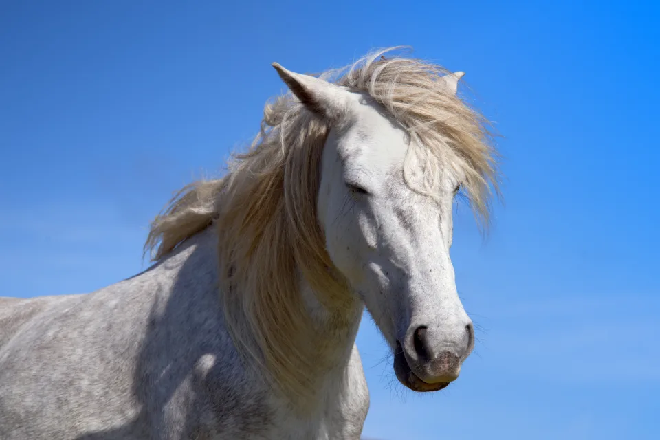 Großes weißes Pferd vor hellblauem Hintergrund