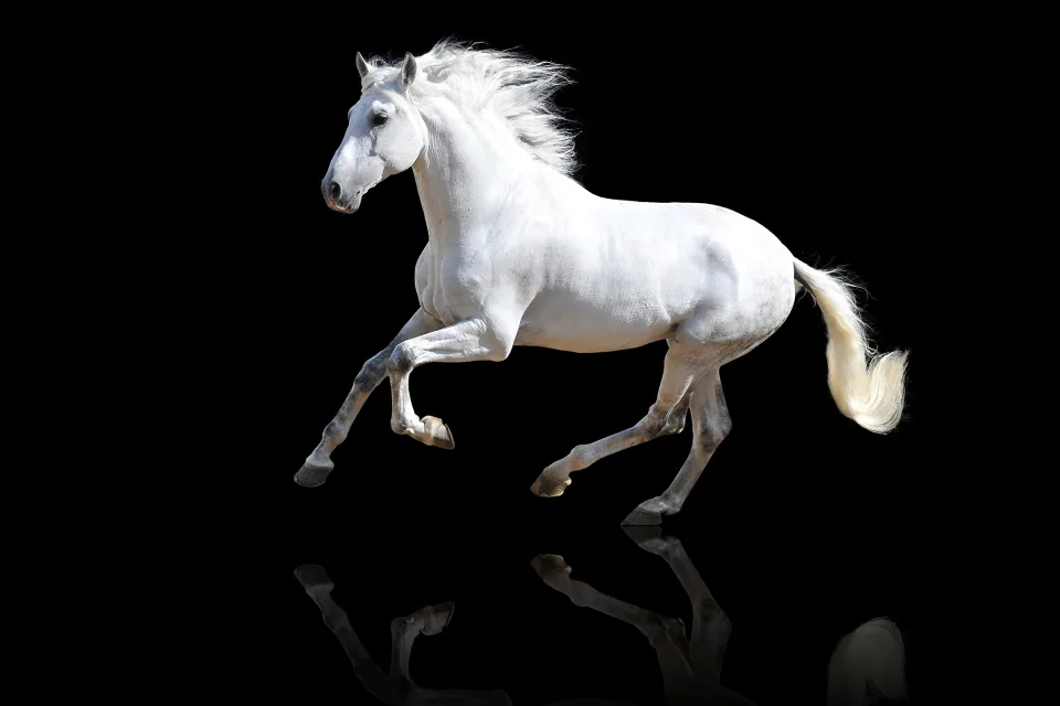 Großes weißes Pferd vor schwarzem Hintergrund