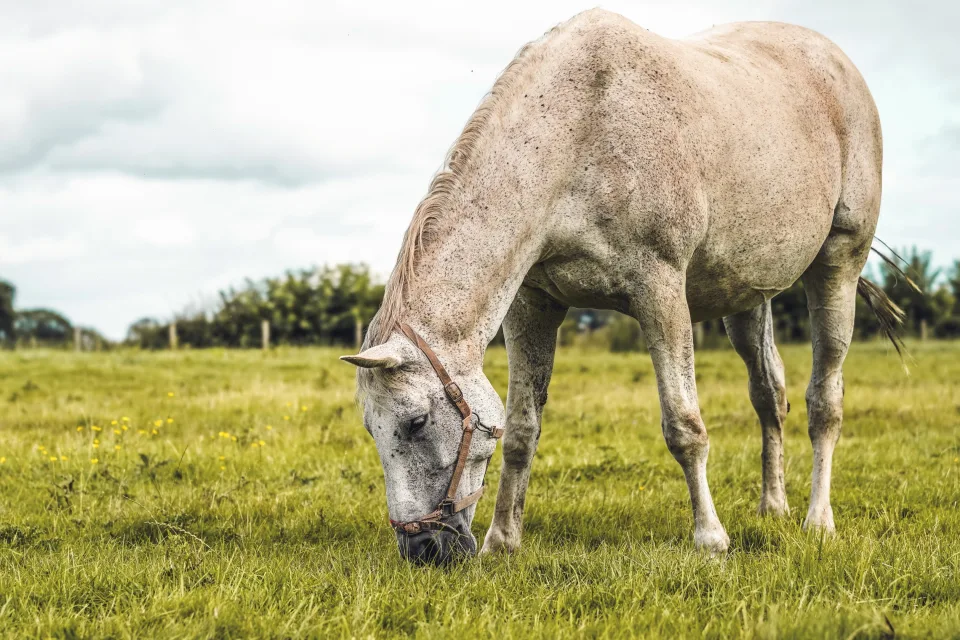 Großes weißes Pferd weidet auf grünem Gras