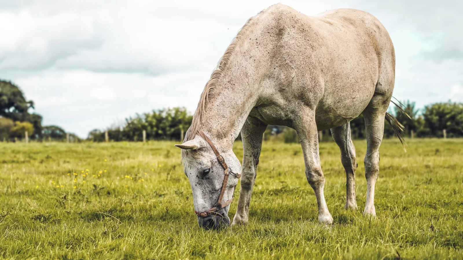 Großes weißes Pferd weidet auf grünem Gras