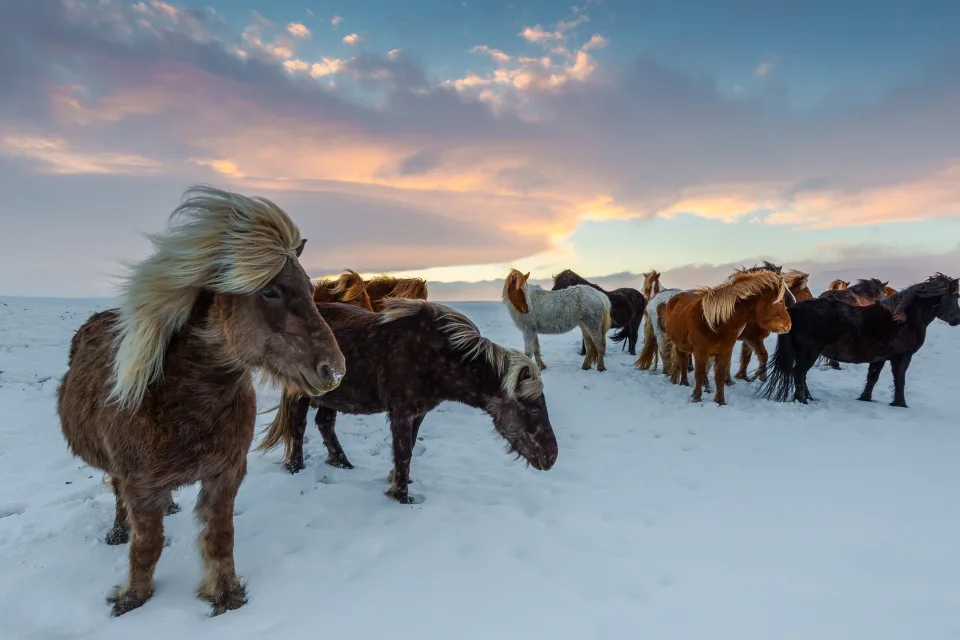 Herde Pferd im Schnee