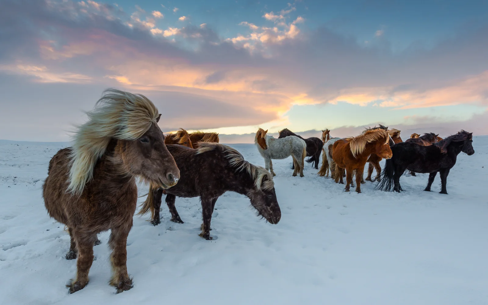 Herde Pferd im Schnee