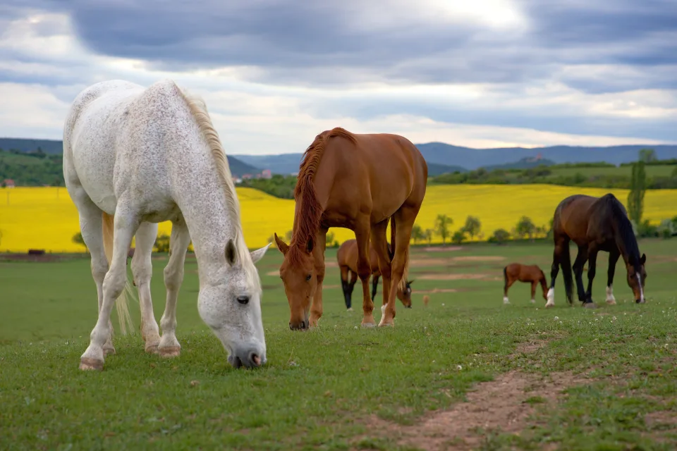 Herde Pferd weidet auf dem Feld