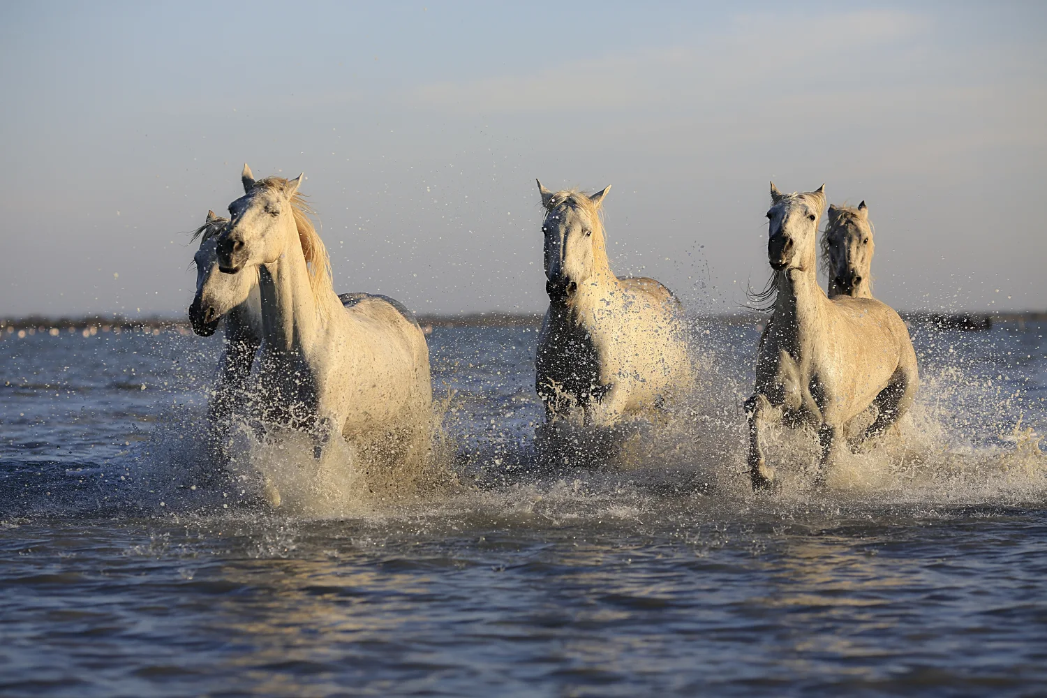 Herde weißen Pferd läuft über das Wasser