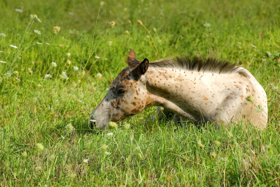 Kleine Pferd liegt im Gras