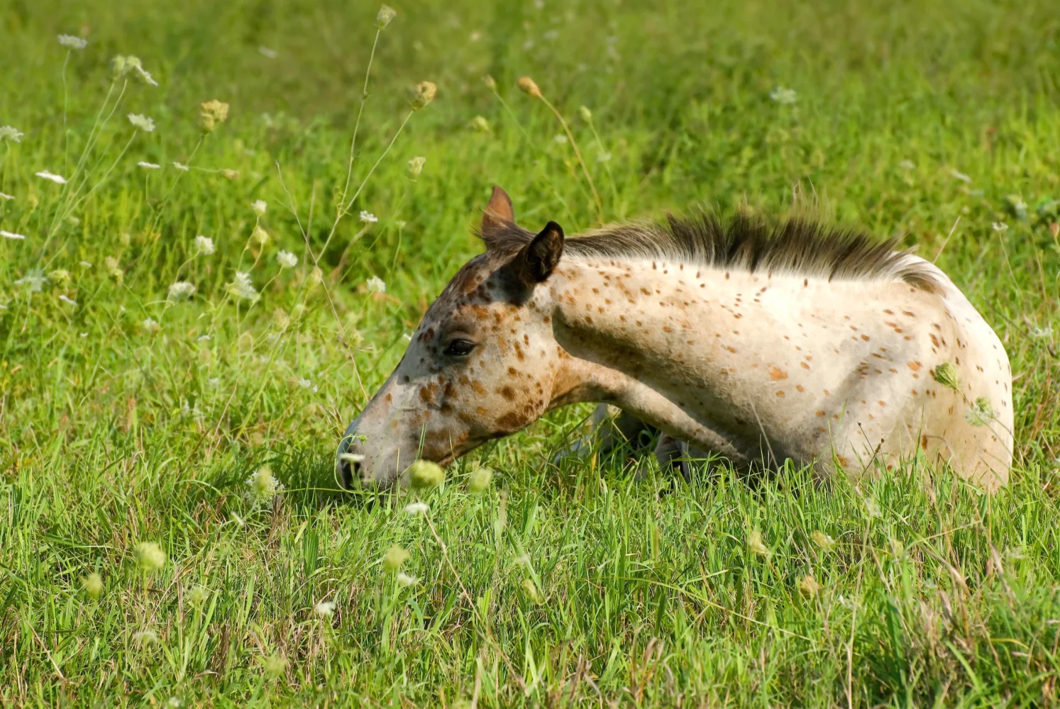 Kleine Pferd liegt im Gras