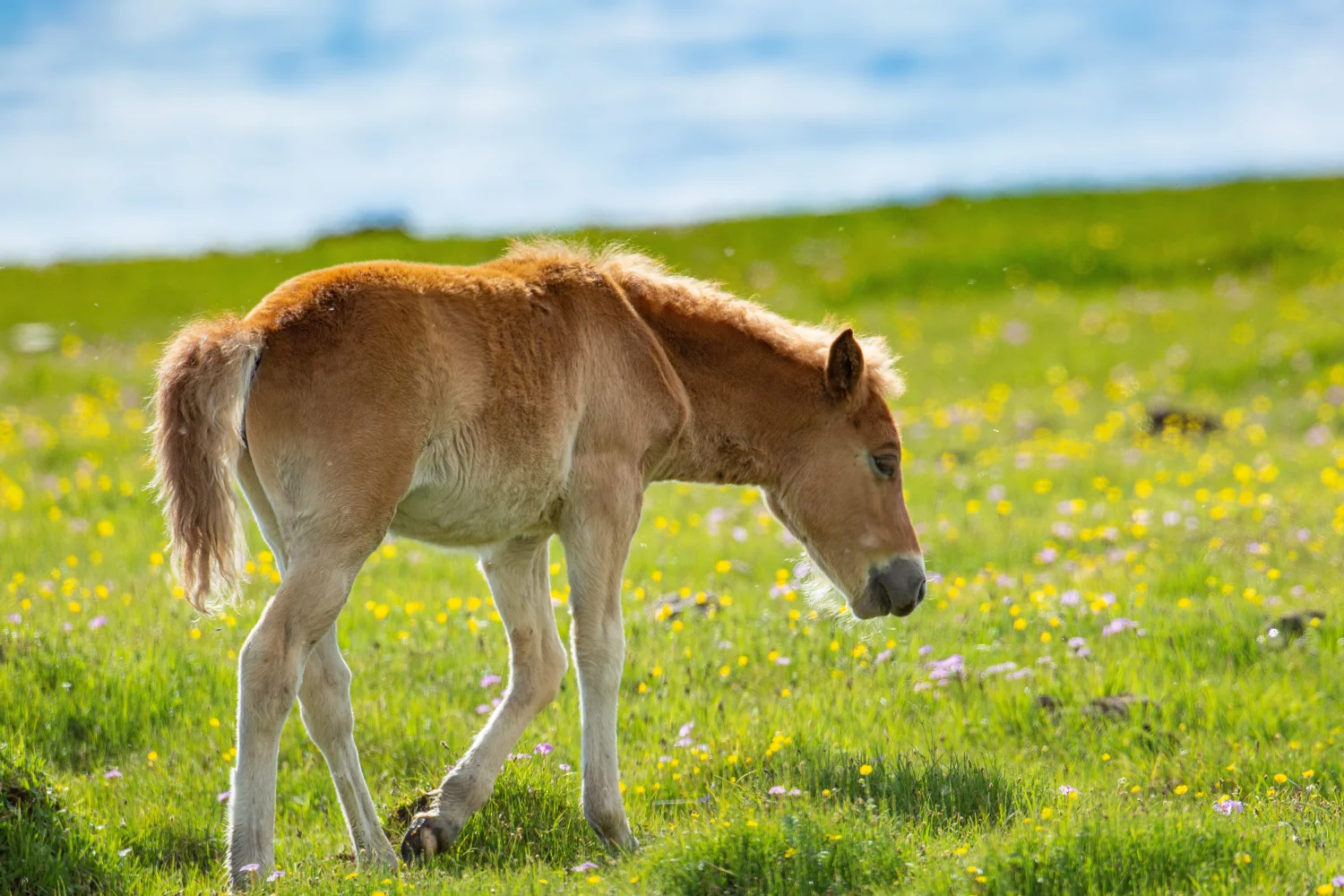 Kleiner Fohlen geht entlang grünen Gras