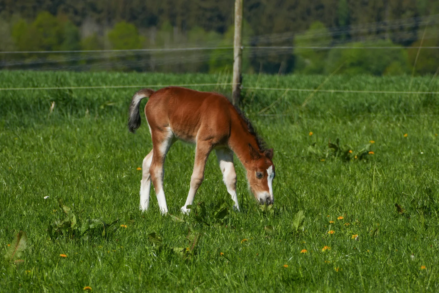 Kleiner Fohlen weidet auf grünem Gras
