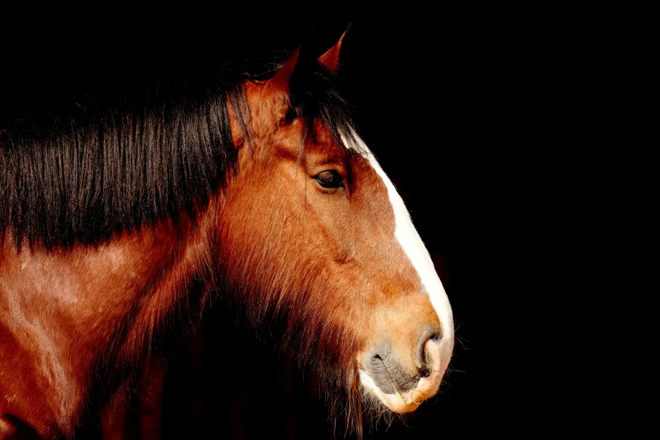 Kopf braunen Pferd in Nahaufnahme vor schwarzem Hintergrund