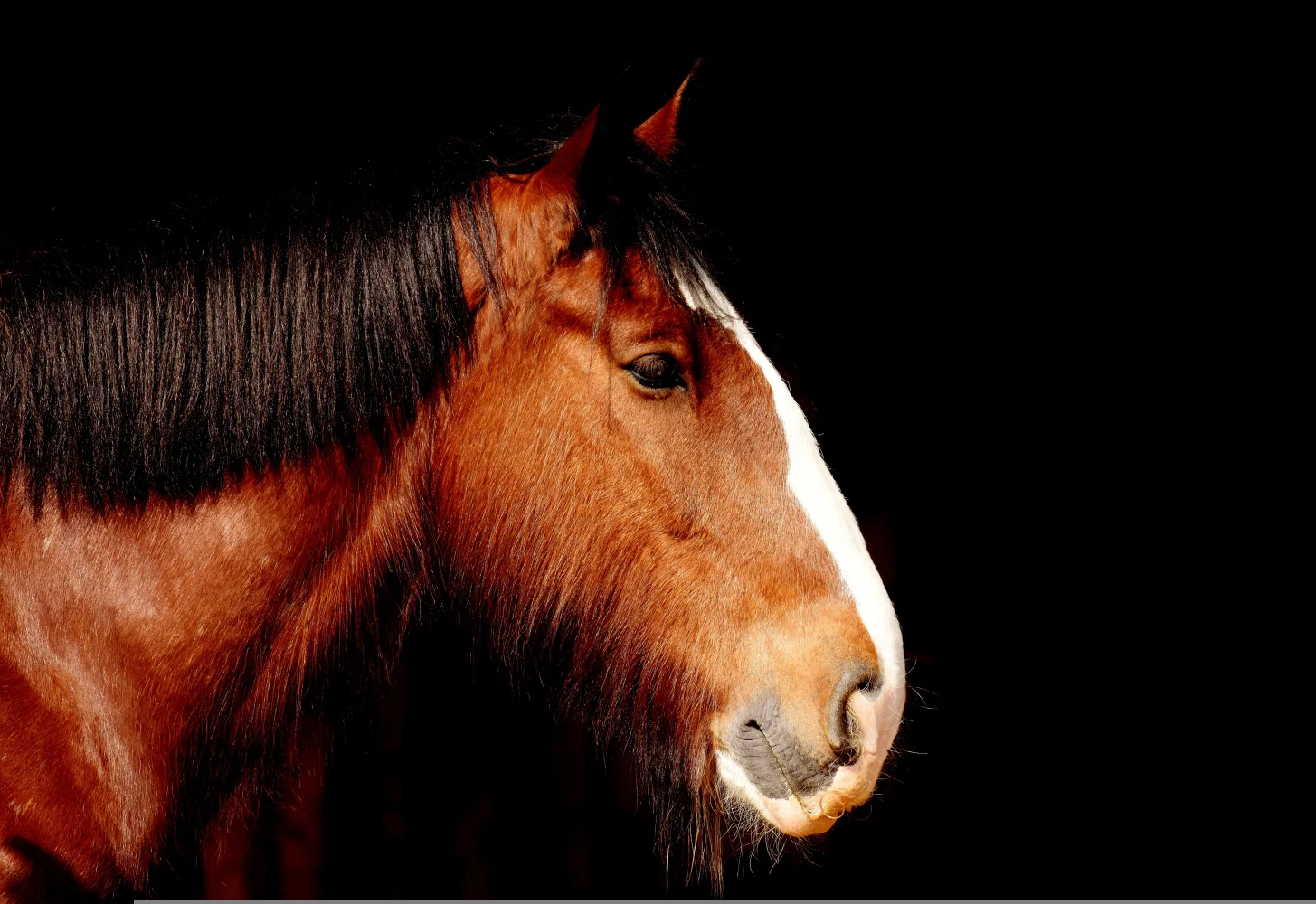 Kopf braunen Pferd in Nahaufnahme vor schwarzem Hintergrund
