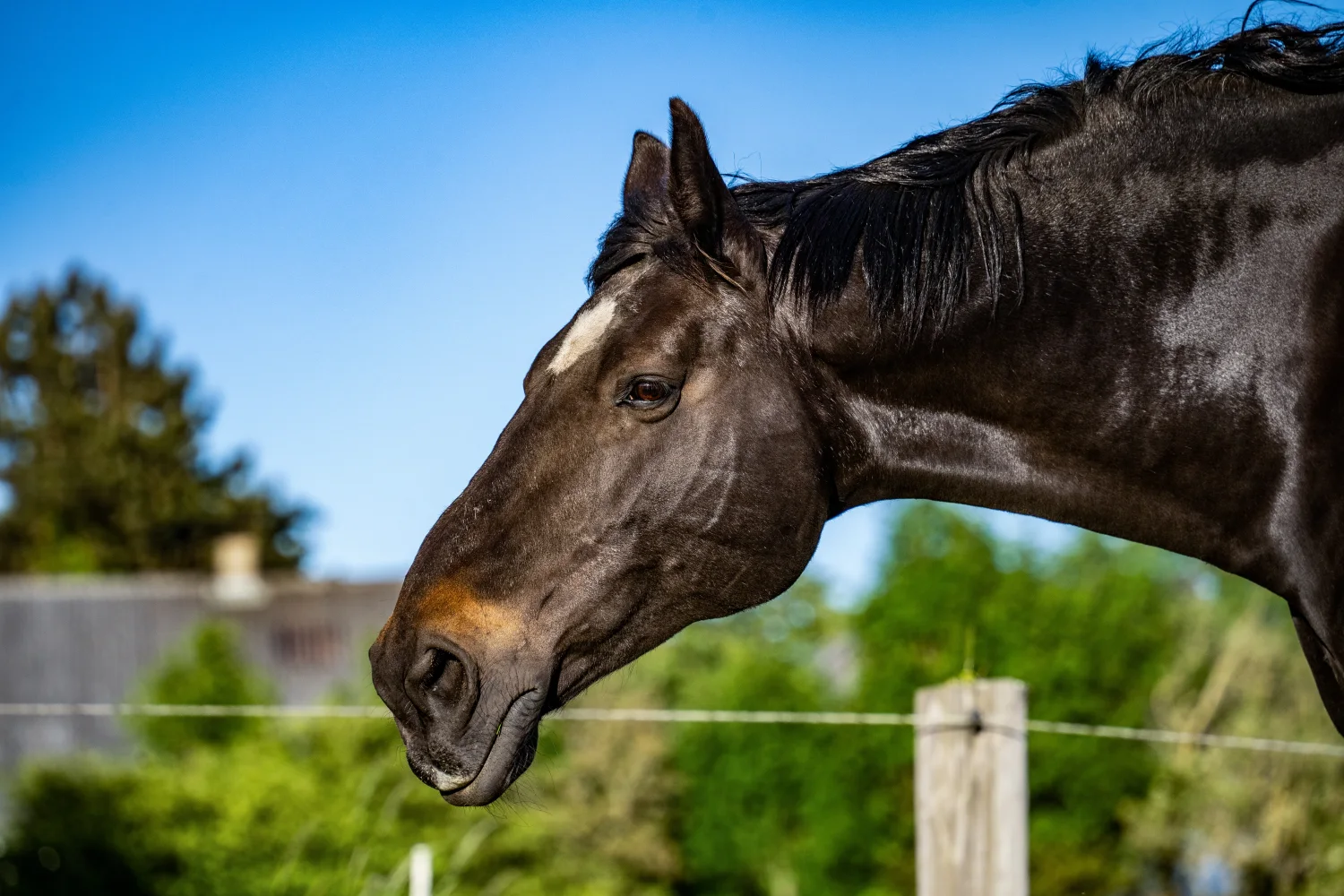 Kopf schwarzen Pferd in Nahaufnahme