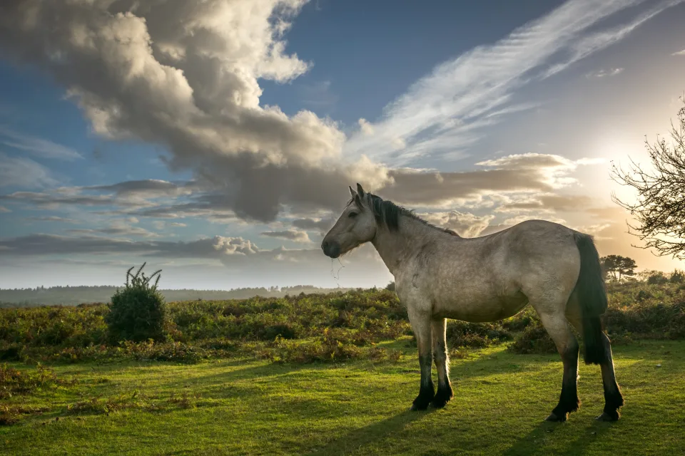 Pferd auf Wiese unter einem schönen Himmel
