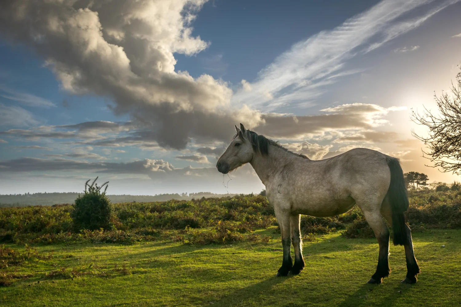 Pferd auf Wiese unter einem schönen Himmel