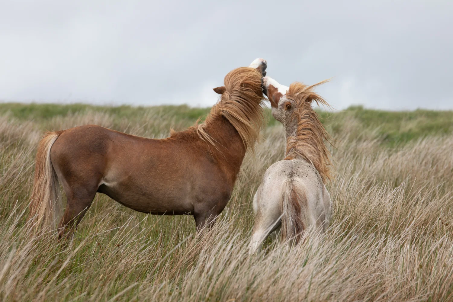 Zwei Pferd weiden im Gras