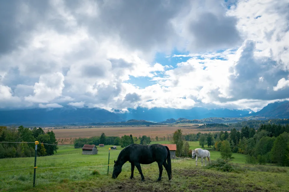 Pferd weiden auf grünem Gras unter einem schönen Himmel