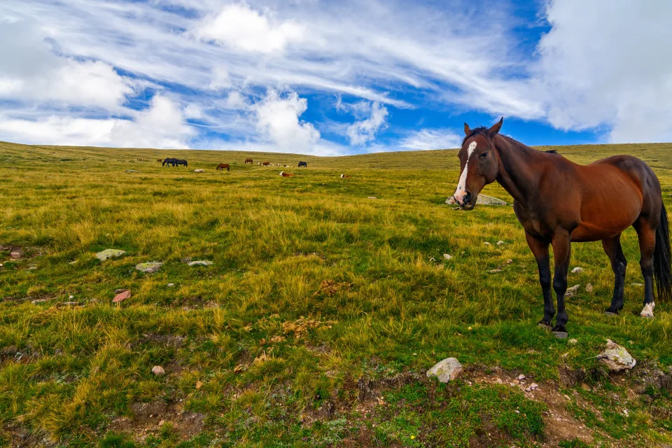 Pferd weidet auf dem Feld unter einem schönen Himmel