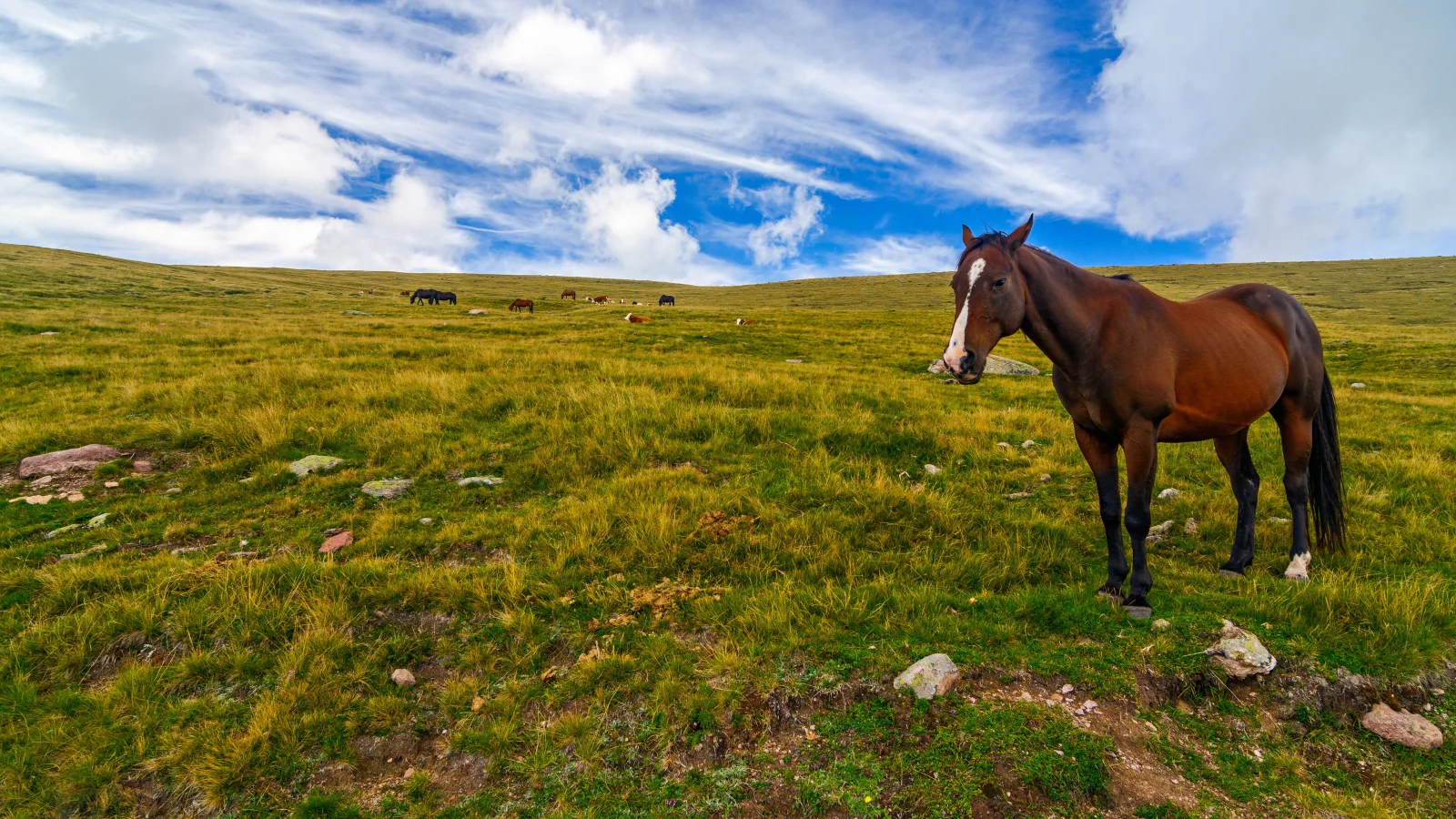 Pferd weidet auf dem Feld unter einem schönen Himmel
