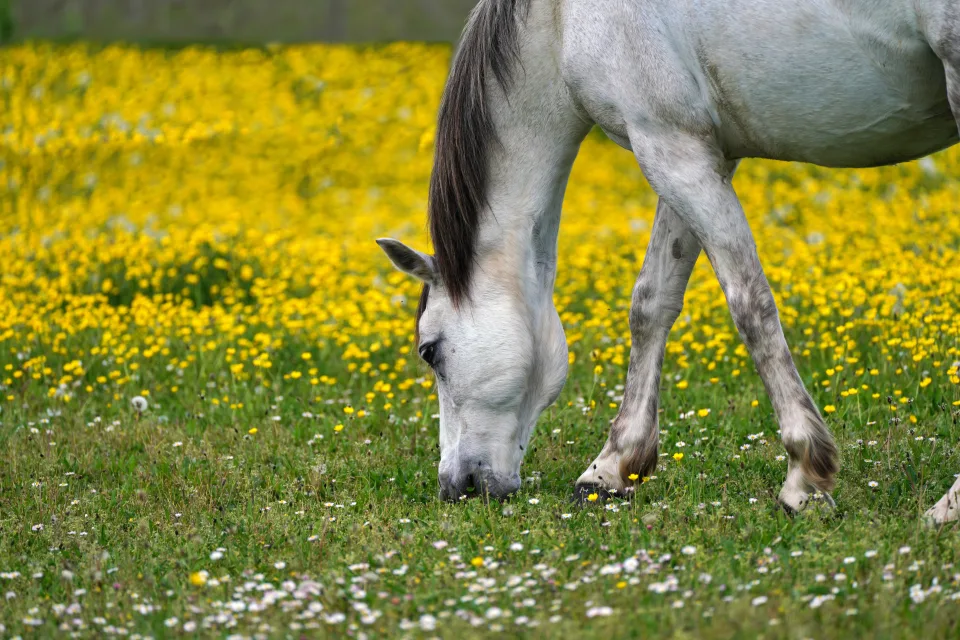 Pferde – Weißes Pferd weidet