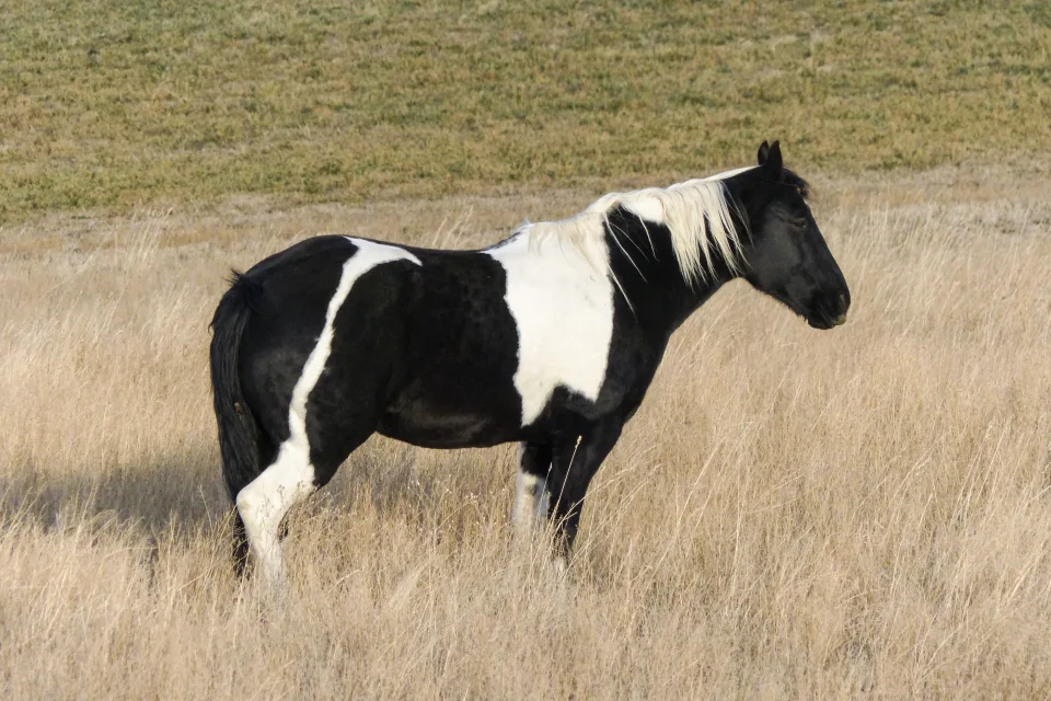 Schwarz weiße Pferd weidet auf trockener Gras