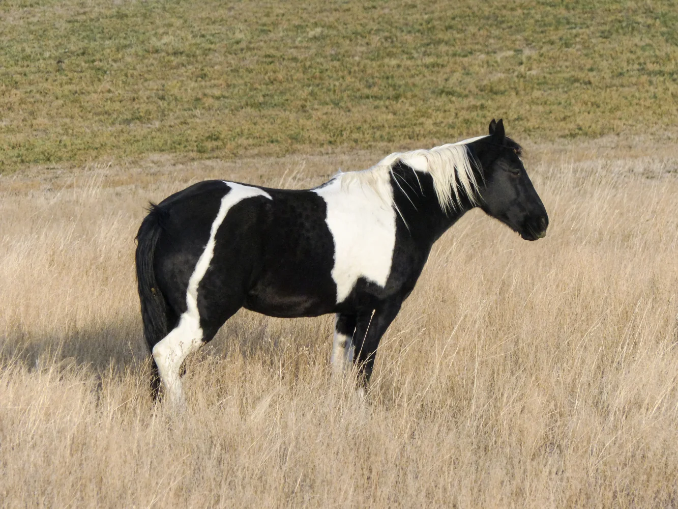 Schwarz weiße Pferd weidet auf trockener Gras